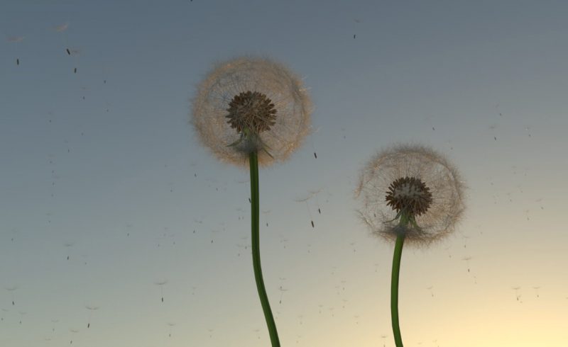 Free Cinema 4D 3D Model Dandelion for Arnold Render