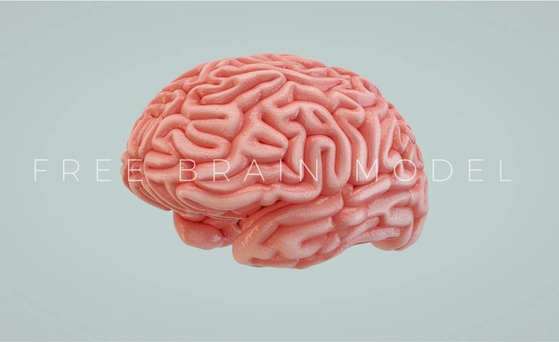 Free Cinema 4D 3D Model Human Brain