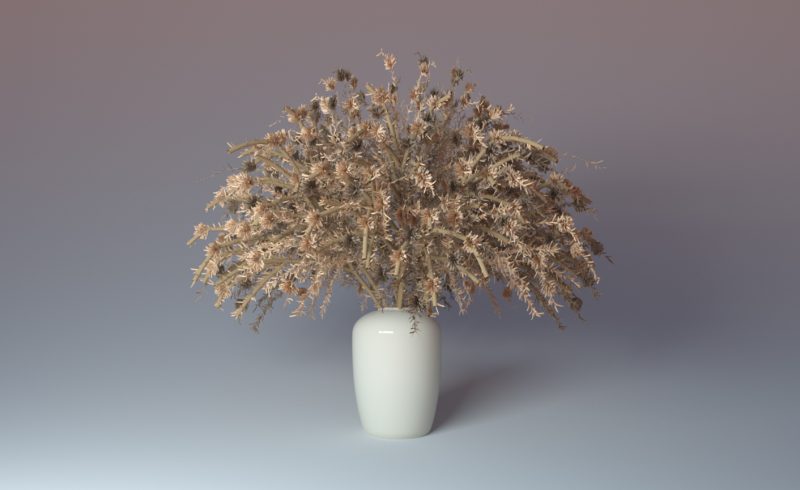 Free Cinema 4D 3D Model Pampas Grass House Plant