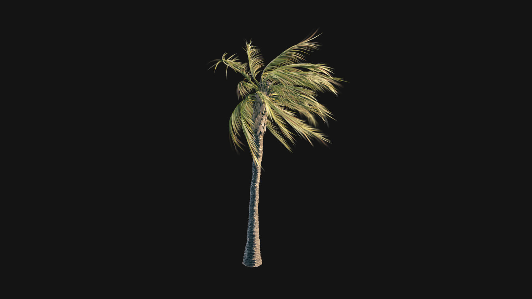 Vegetation Trees Animated Palm 3D Assets