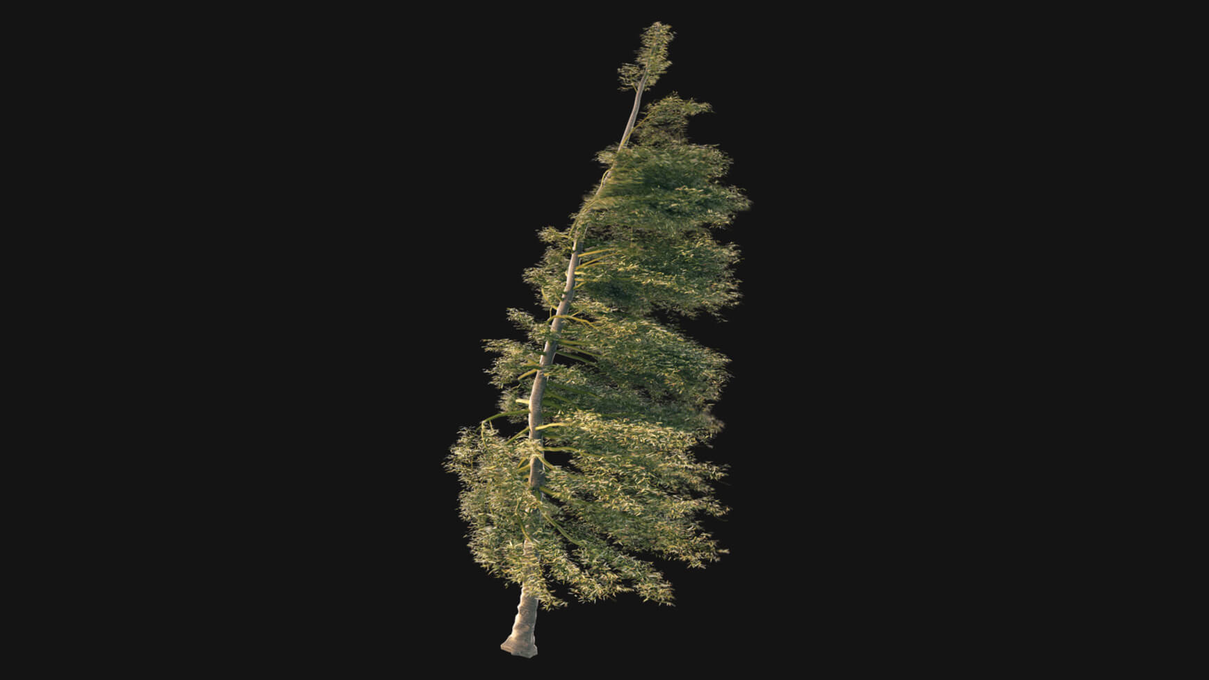 Pine Tree Vegetation Asset VFX 3D Element Model Animated