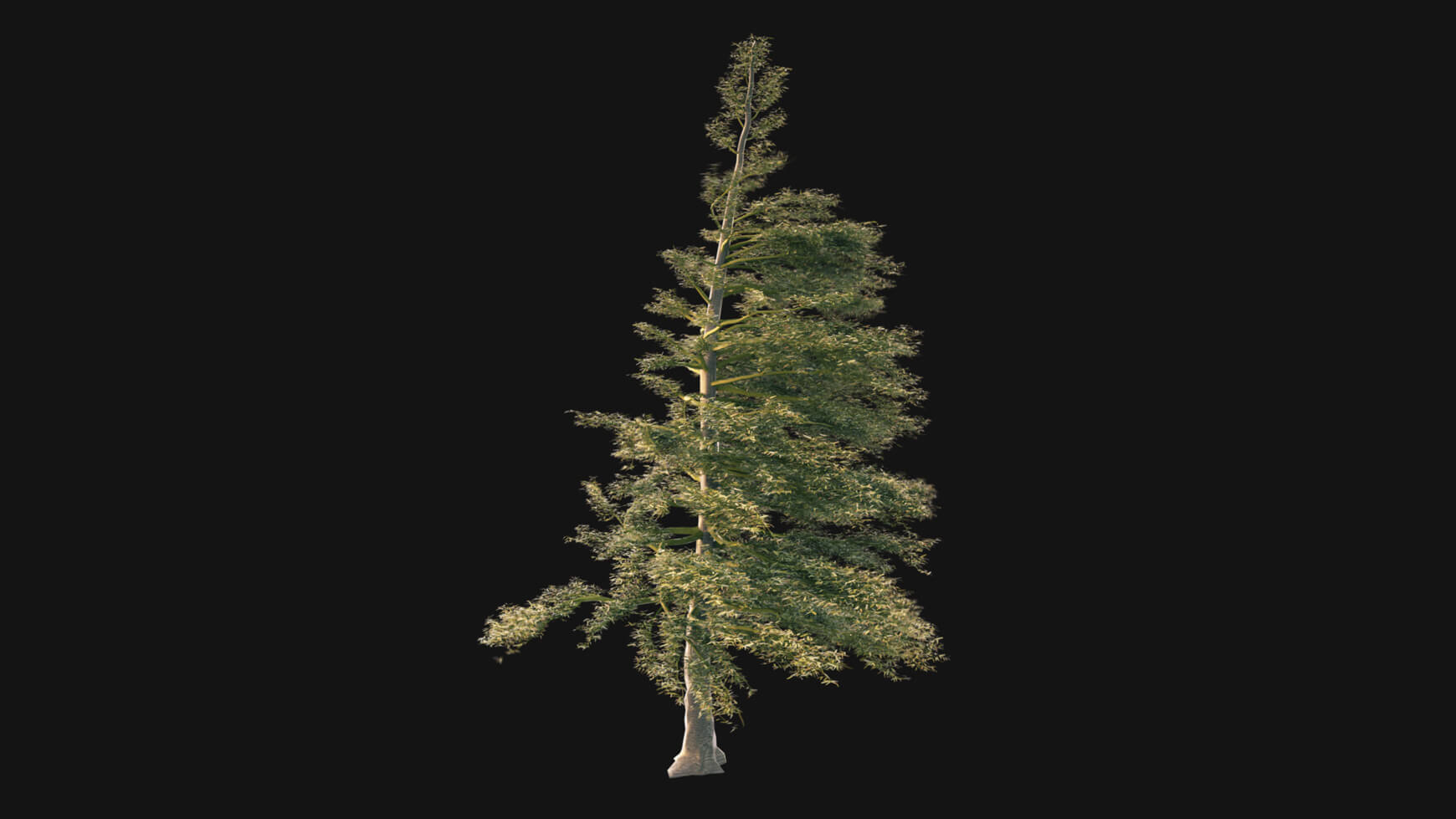 Pine Tree Vegetation Asset VFX 3D Element Model Animated