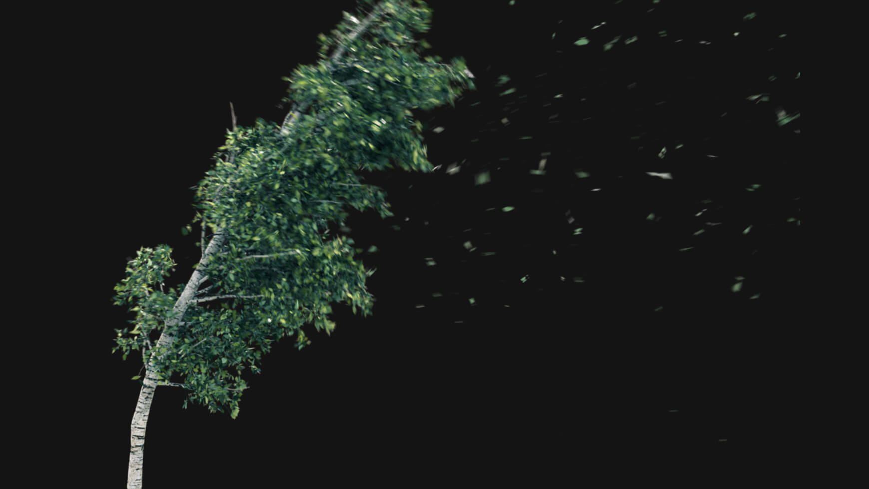 Vegetation Animated Trees Birch VFX Asset Model 3D