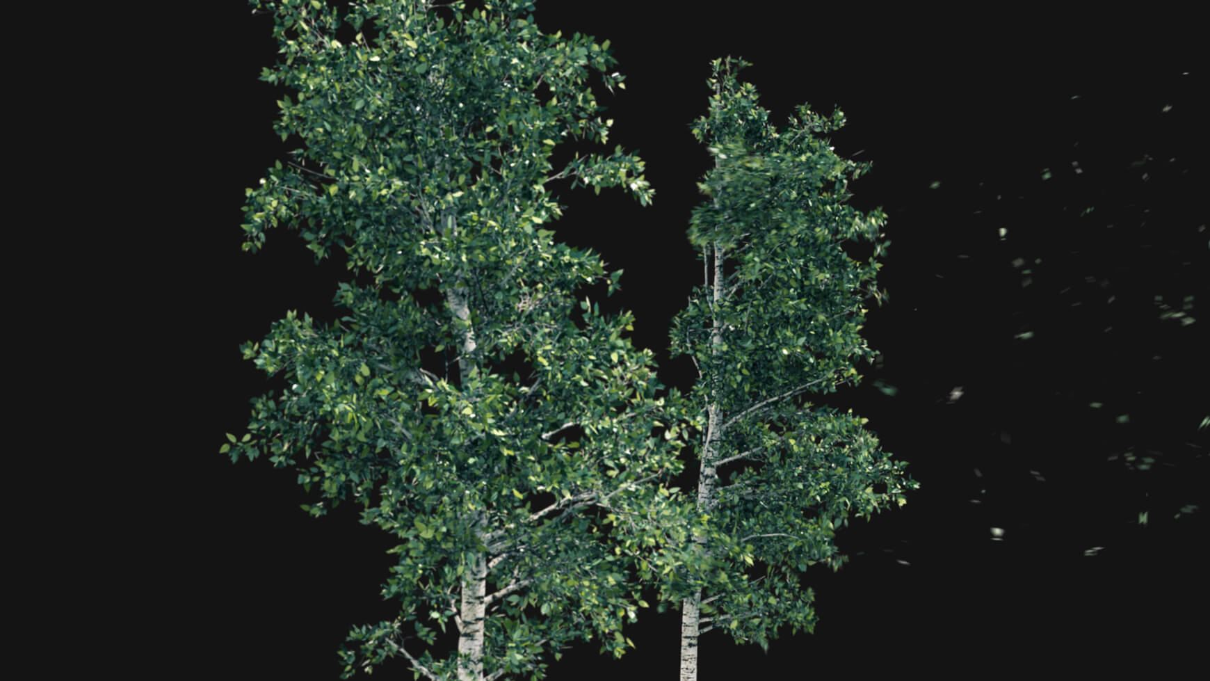 Vegetation Animated Trees Birch VFX Asset Model 3D