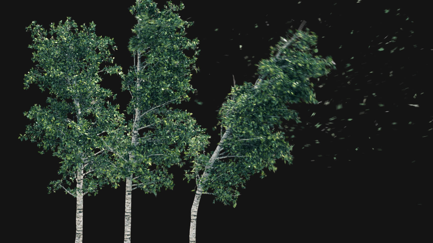 Vegetation Animated Trees Birch VFX Asset Model 3D