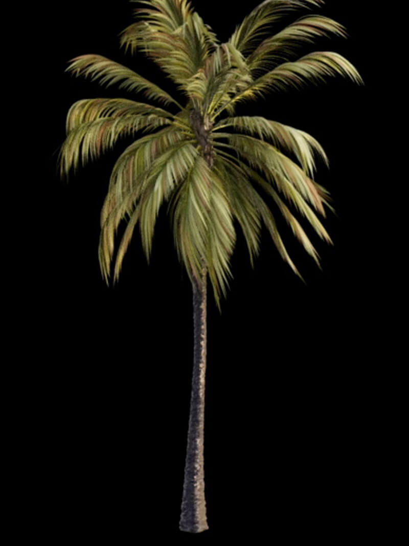 Free Animated 3D Palm Tree Model