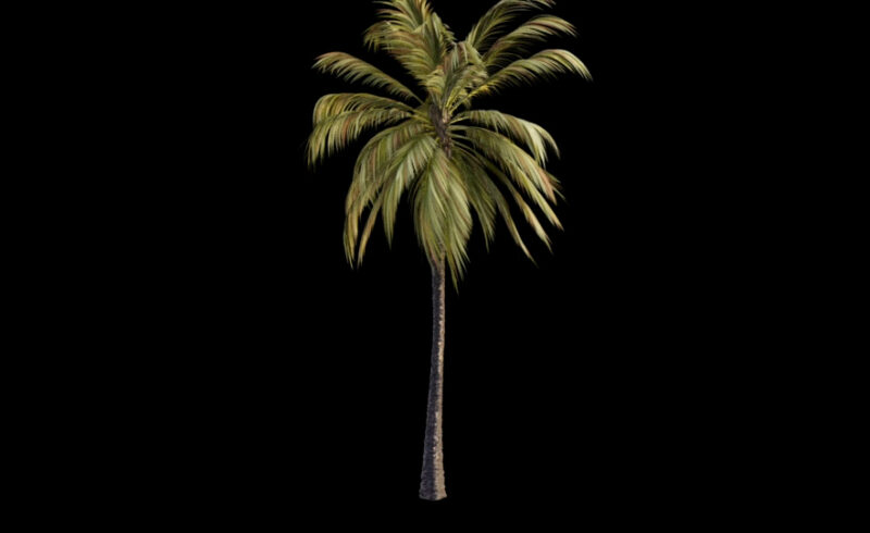 Palm Tree 001 Moderate Wind Free 3d Animated Model