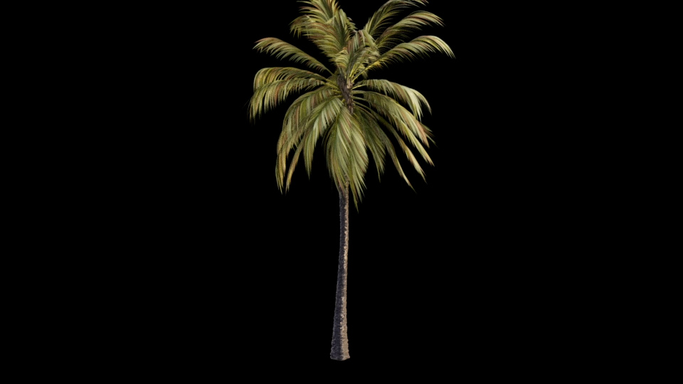 Palm Tree 001 Moderate Wind Free 3d Animated Model