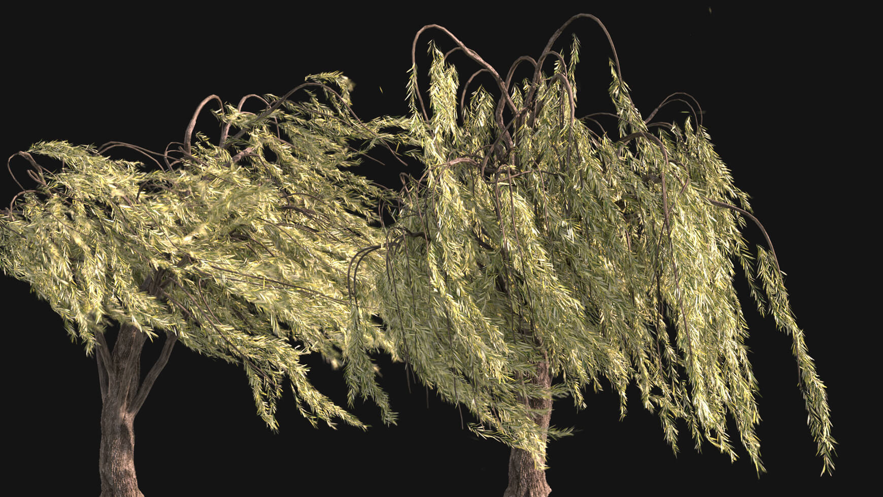 VFX 3D Animated Willow Tree Asset Model